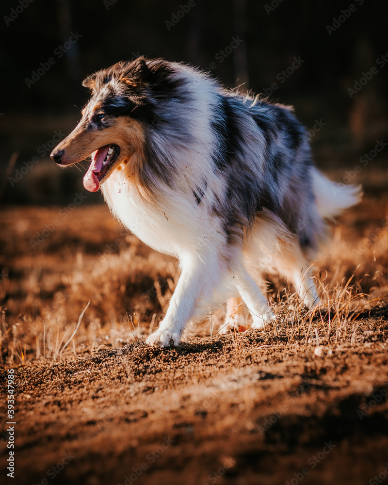 Hund (Collie) spaziert bei schönem Wetter draußen in der Natur ohne Leine