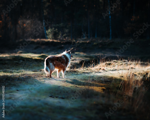 Fototapeta Naklejka Na Ścianę i Meble -  Hund (Collie) steht in schöner Natur-Szenerie im Gegenlicht