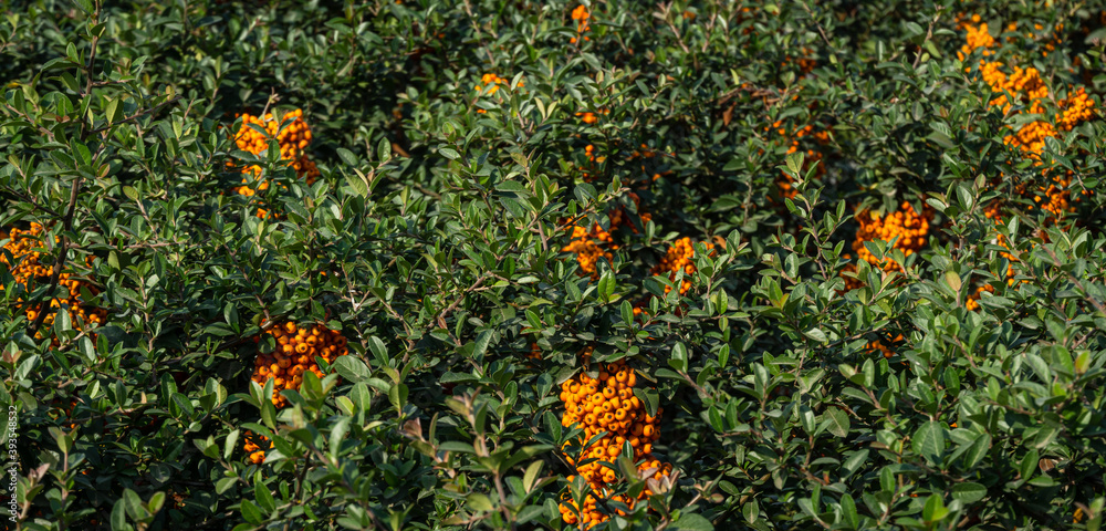 Branch of pyracantha or firethorn plant with bright orange berries against dark green background in public city park Krasnodar or 'Galitsky park'. Berries adorn the bush all winter. Nature concept