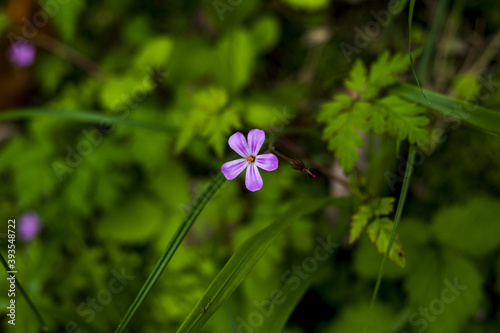 Canvas Print Closeup shot of blooming Herb robert flowers in the greenery