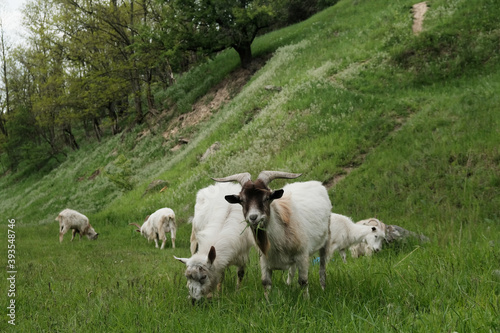 Sweet goats with funny beards on background grazing in countryside.