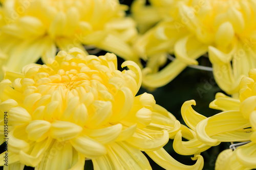 美濃菊 和菊 chrysanthemum © M・H