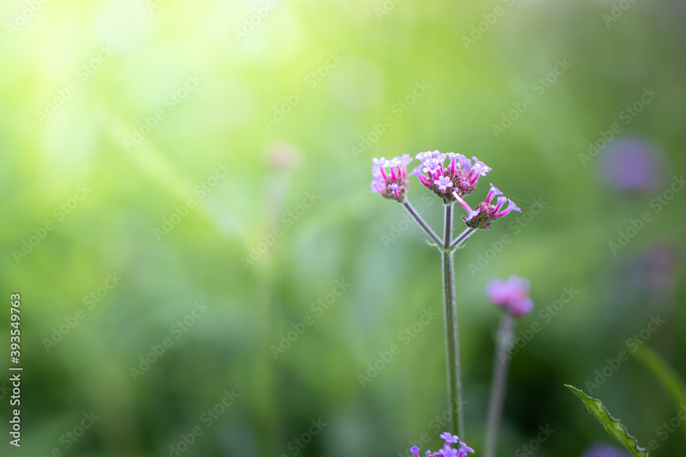 Fototapeta premium The background image of the colorful flowers