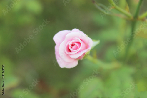 pink rose in garden, pink rose wallpaper