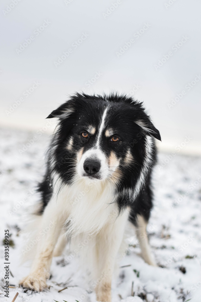 Tricolor border collie is standing on the field in the snow. He is so fluffy dog.