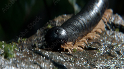 Giant Millipede of Thailand walking on a wet mossy tree trunk log. Tropical invertebrate arthropod centipede insect Archispirostreptus gigas originated in Africa. Macro Close up outdoor daylight shot. photo