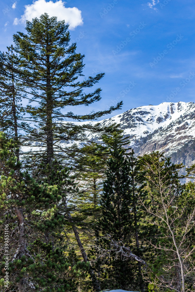 Peaceful nature view of Gaube Valley with amazing snow-capped mountain range background in the French Pyrenees, in the department of the Hautes-Pyrénées, near the town of Cauterets, France.