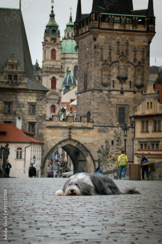 Bearded collie is lying on Carls bridge. He was in center of Prague. She is so patient model.