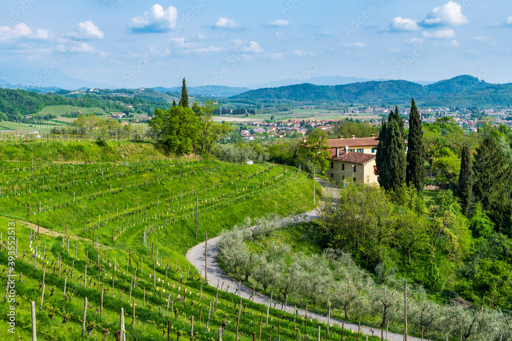 Flowers and vineyards on the hills of the Collio Friulano.