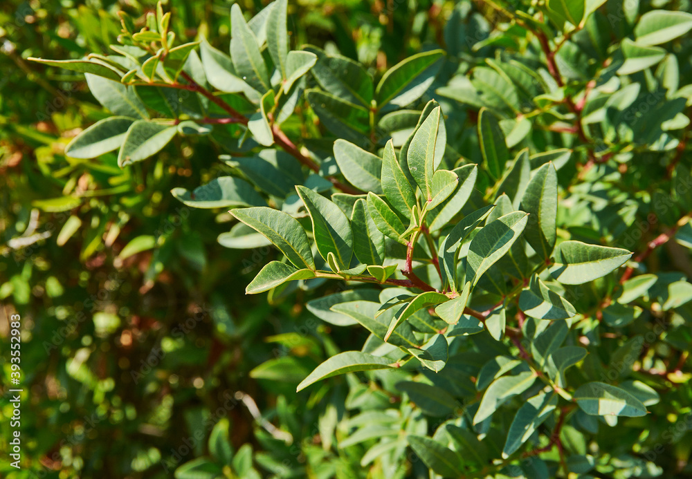 Obraz premium Myrtus berries