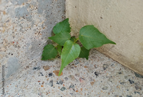 Bodhi tree in the cracks