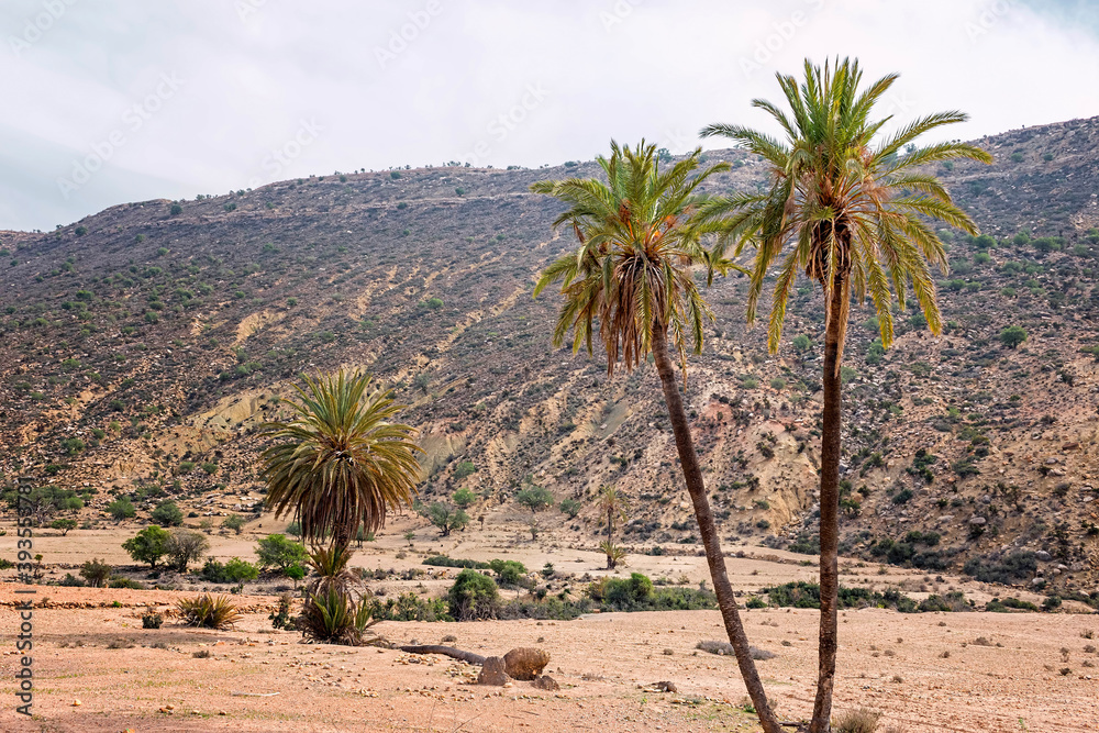 Twin Palm Tree Growing in an Oasis in Morocco In Shiny Day. Twin Palm Tree Growing in an Oasis in Morocco In Shiny Day.