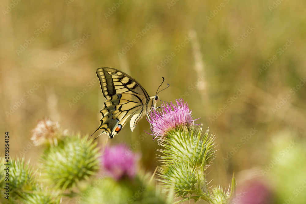 Mariposa Macaón. Papilio machaon Mariposa Macaón. Papilio machaon