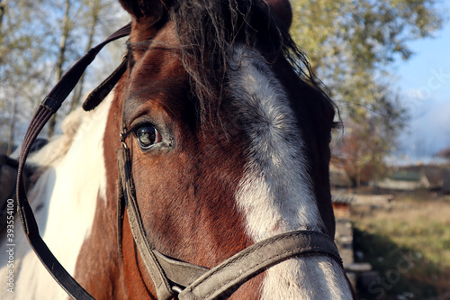 Eye of the horse, the harness on the head, close-up, side view © MARYIA