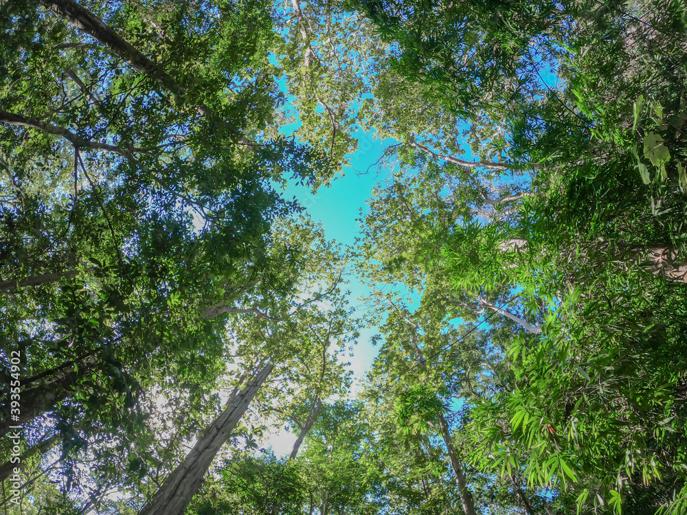 Fototapeta premium Forest trees with sunlight of nature