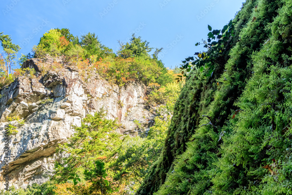 笹の滝から見上げた山肌の紅葉と苔むした岩　奈良県十津川村