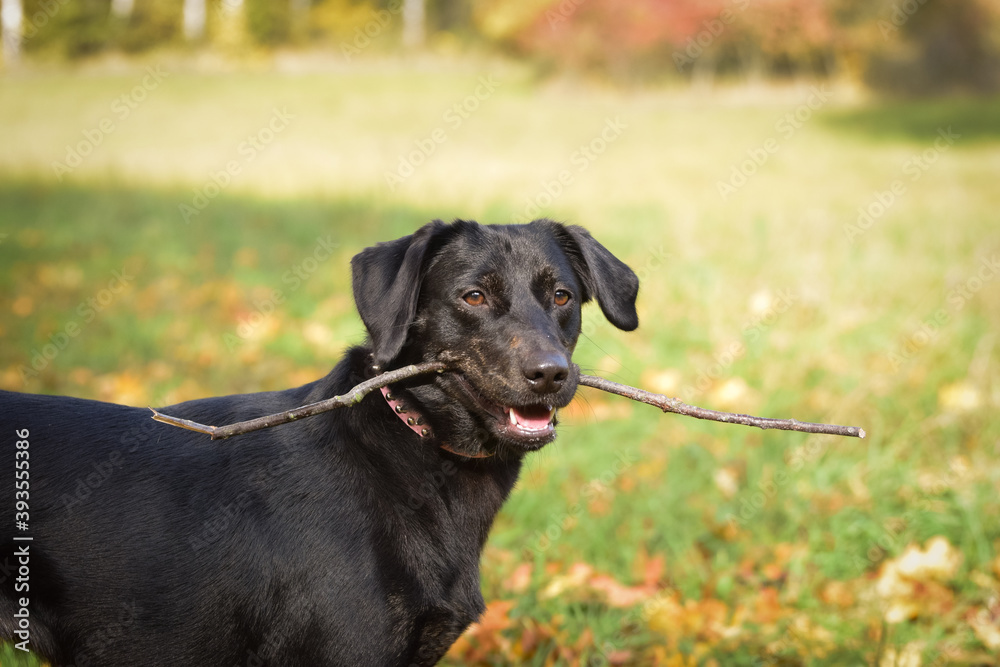 Black dog is standing in autumn nature. She is so cute dog.