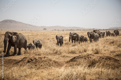 Group of elephants walking through the african savanna