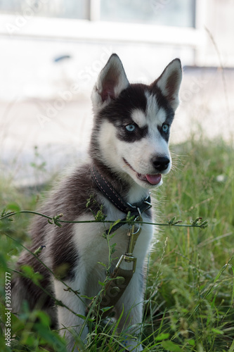 Young husky puppy