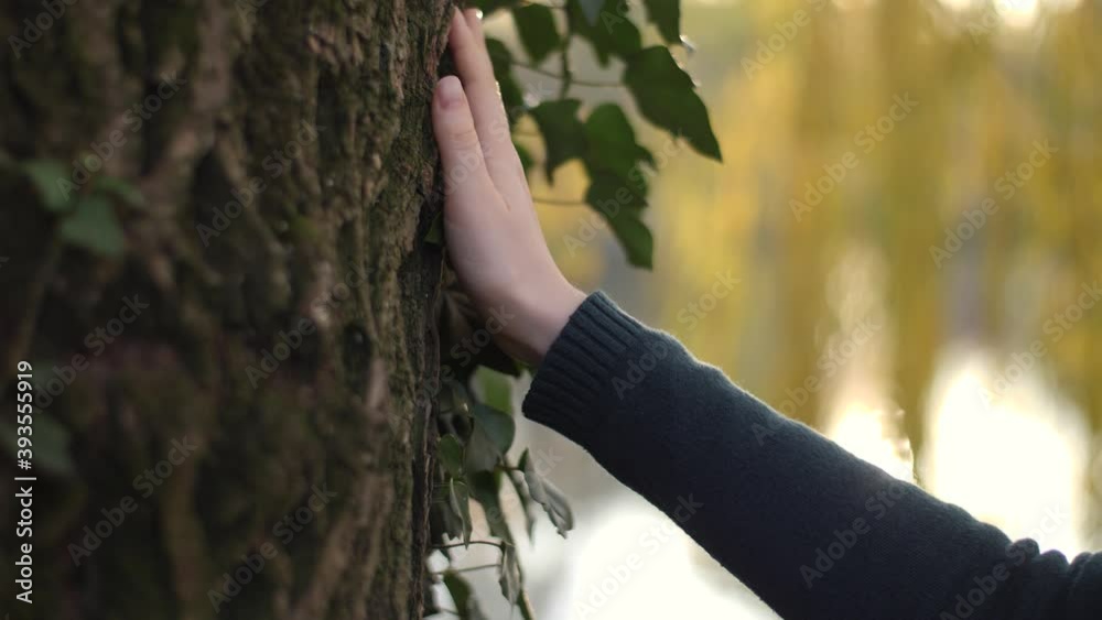 A young female hand touching delicately the trunk of a big tree in a park. Ivy on old bark of weeping willow. Golden sun is reflected by lake during sunset. Natural feeling, relaxing, protect nature.