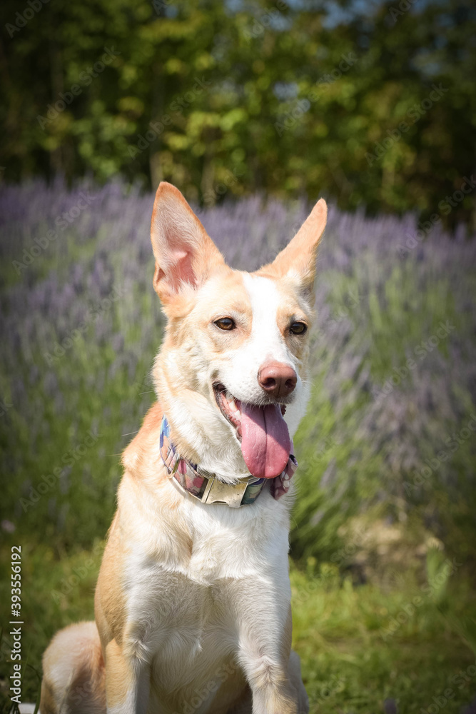 yellow mix breed dog is sitting in nature between roses and levander. She is so funny dog. yellow mix breed dog is sitting in nature between roses and levander. She is so funny dog.