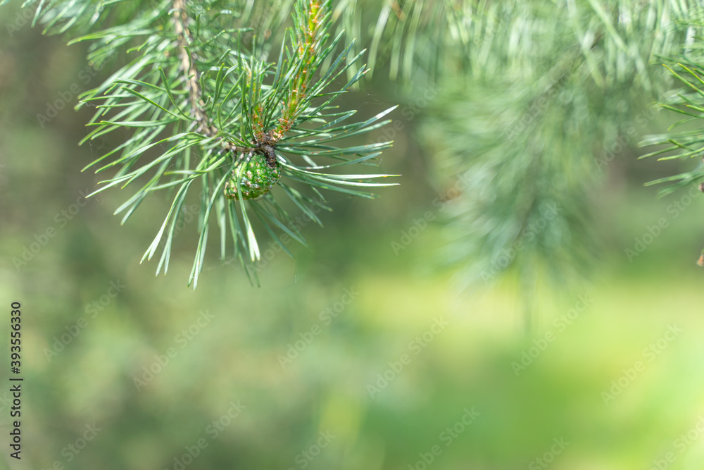 pine branches close-up. blurred background. selective focus pine branches close-up. blurred background. selective focus