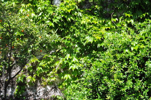 Fototapeta Naklejka Na Ścianę i Meble -  verde follaje