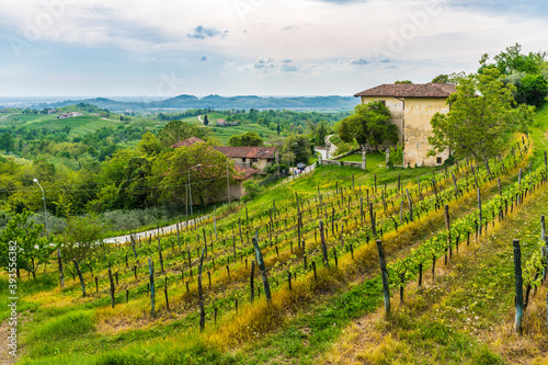 Flowers and vineyards on the hills of the Collio Friulano.