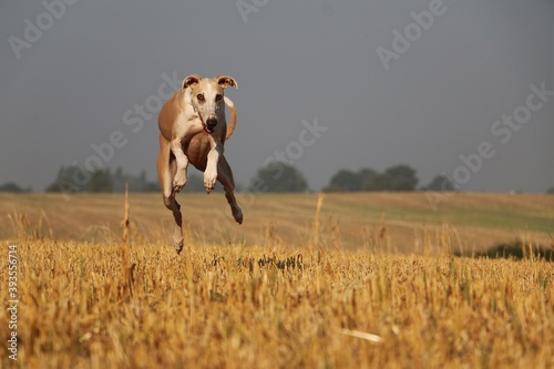 funny brown galgo is jumping over a stubble field
