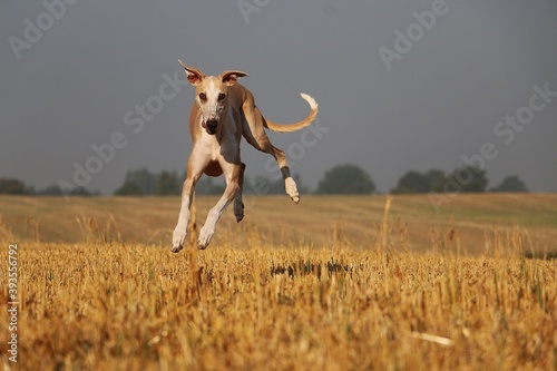 funny brown galgo is jumping over a stubble field