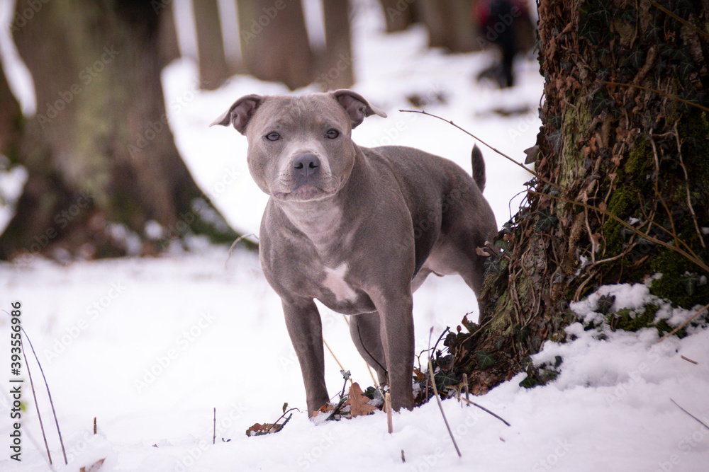 staffordshire bull terrier is standing under the pine in snow. he is so happy outside. Dogs in snow is nice view staffordshire bull terrier is standing under the pine in snow. he is so happy outside. Dogs in snow is nice view
