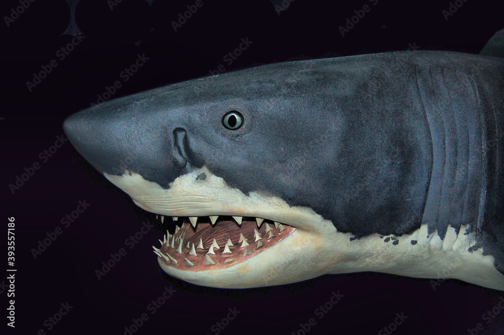 Naklejka premium requin