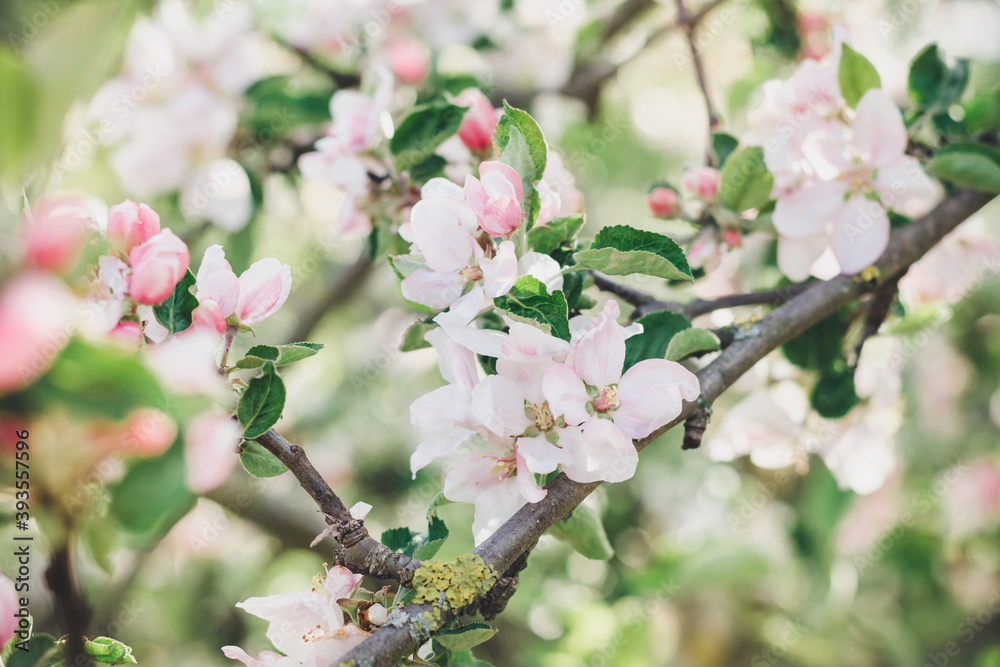 Pink flowers of apple tree in a spring fruit garden on a bright sunny day, soft focus Pink flowers of apple tree in a spring fruit garden on a bright sunny day, soft focus