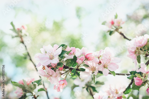 Apple tree branch with beautiful pink buds and flowers in spring orchard, soft focus