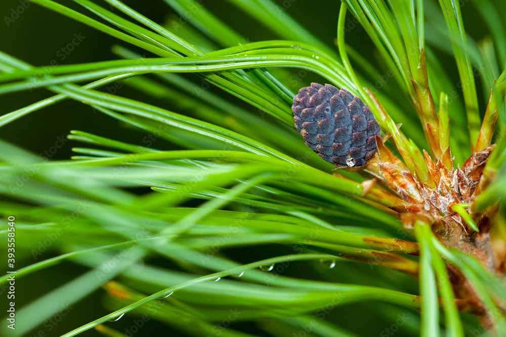 Young growing pine cone on a coniferous green branch Young growing pine cone on a coniferous green branch