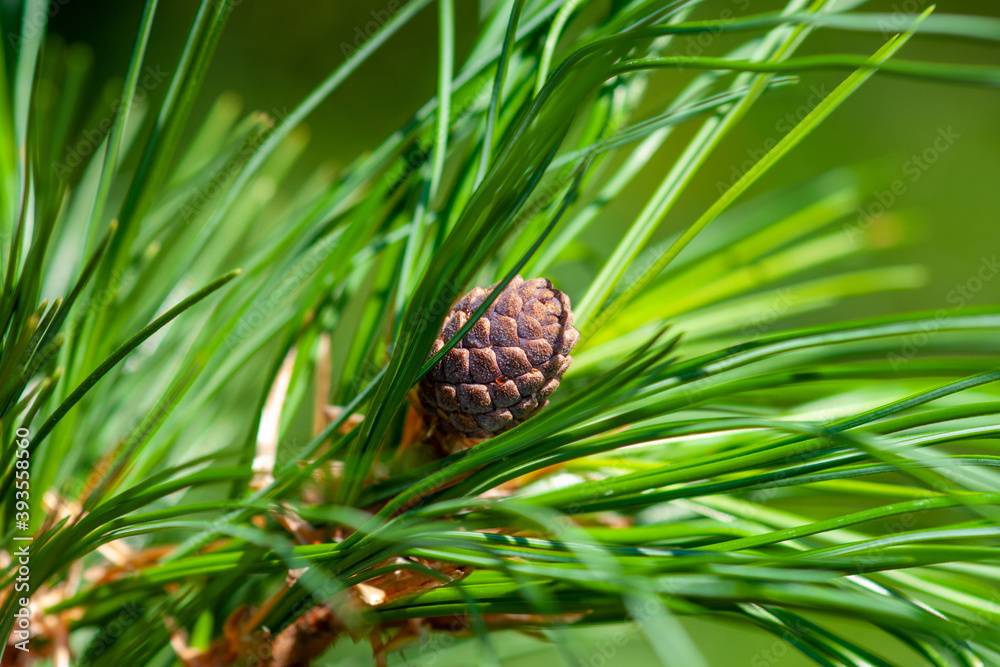 Young growing pine cone on a coniferous green branch Young growing pine cone on a coniferous green branch