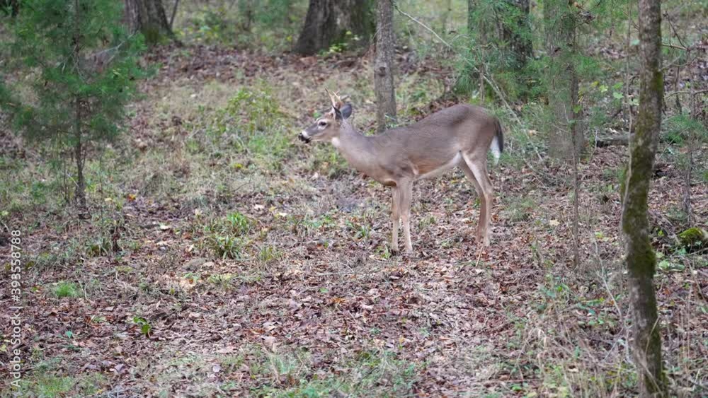 A fork horned Whitetail Buck foraging and feeding in North Carolina woods A fork horned Whitetail Buck foraging and feeding in North Carolina woods