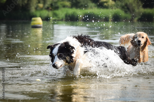 border collie dog is jumping in the water. She is really good swimmer. She is waiting for her toy.