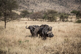 Buffalos in a field