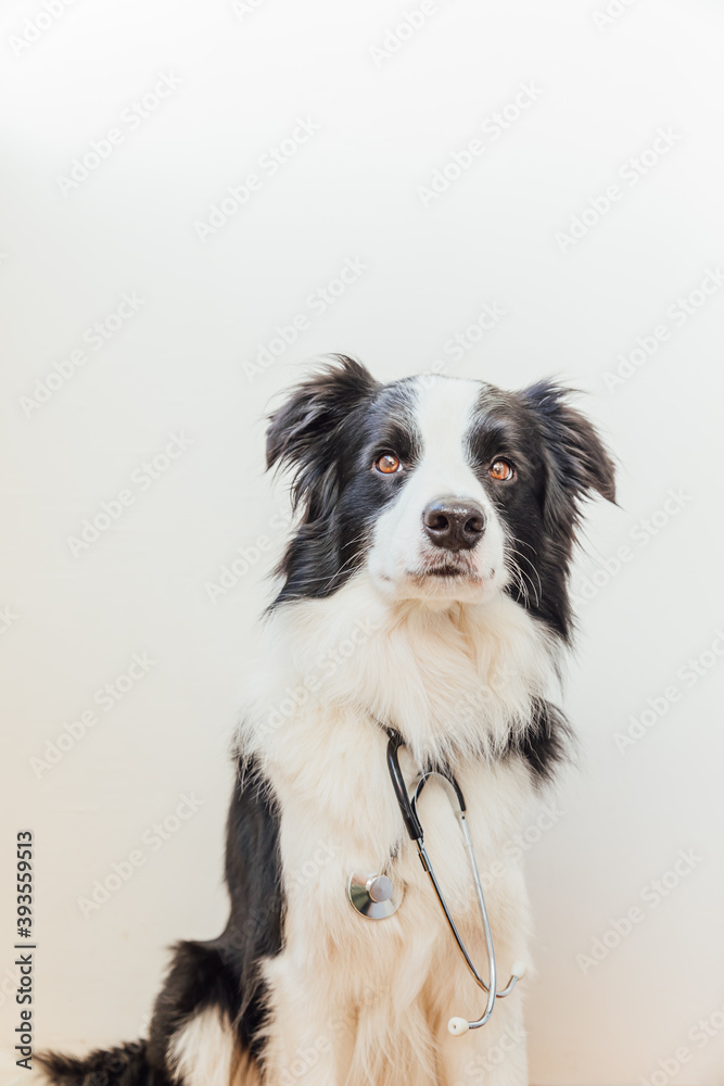 Puppy dog border collie with stethoscope isolated on white background. Little dog on reception at veterinary doctor in vet clinic. Pet health care and animals concept.