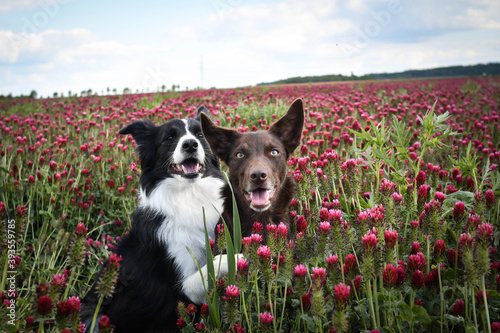 two border collies are sitting in crimson clover. It was so tall so he must jump.