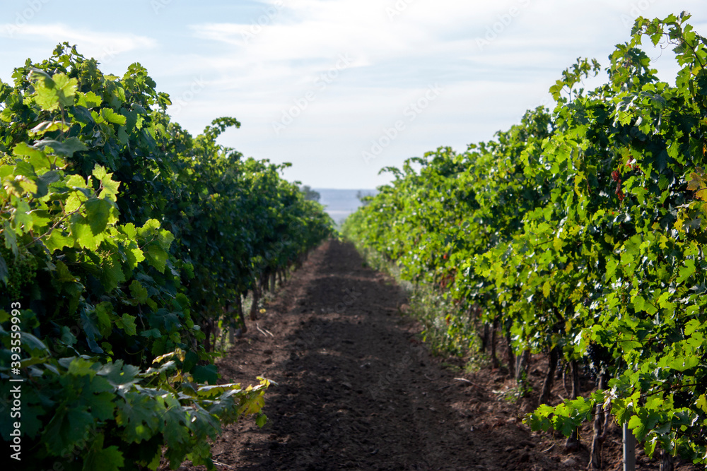 Slender rows of vines extend into the sky to the horizon. Grape trellis, perspective view. Rows of grapes in the evening sun. The vines run in rows to the horizon