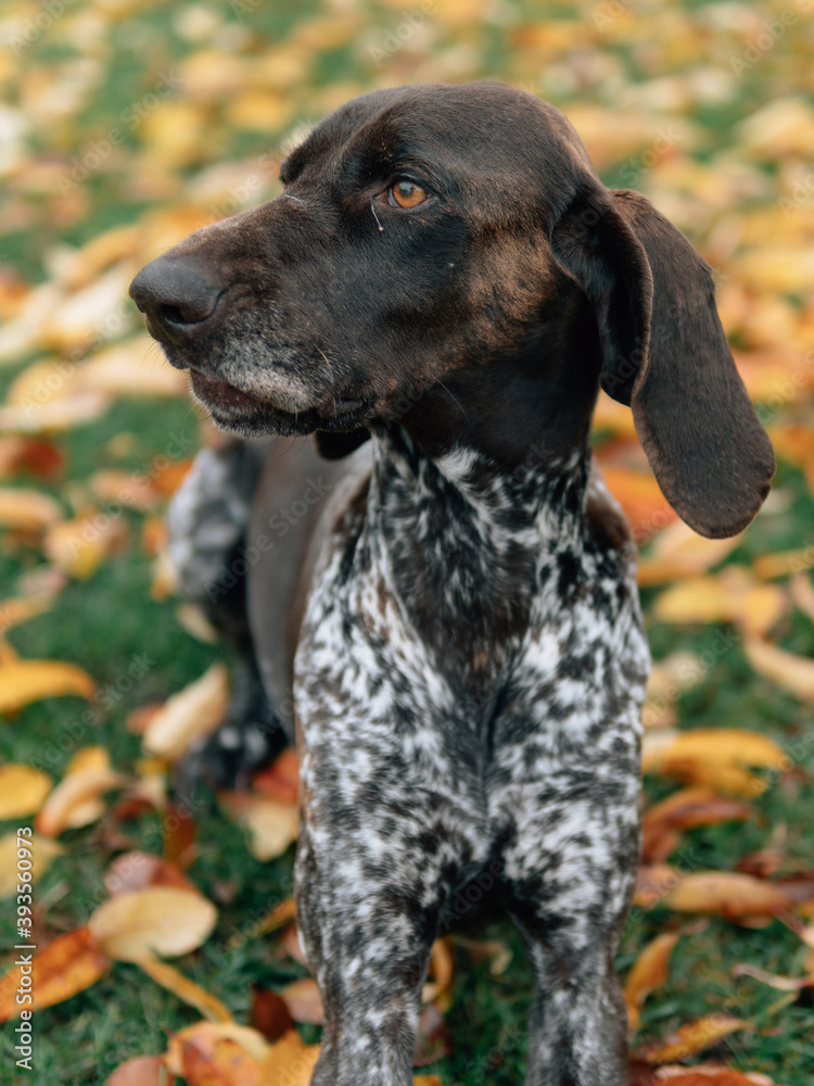 German pointer dog on autumn leaves