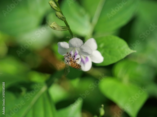 Honey Bee seeking nectar on white Chinese violet or coromandel or creeping foxglove ( Asystasia gangetica ) blossom in field with natural green background, White pollen dust on the insect's head