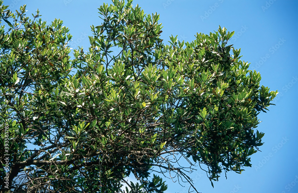 Fototapeta premium Laurel tree in the laurel forest, Madeira