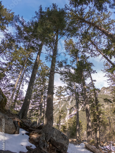 The Gaube Valley frozen path surrounded by rocky slope  spruce and pine trees  near the town of Cauterets in the Haute-Pyr  n  es department  France.