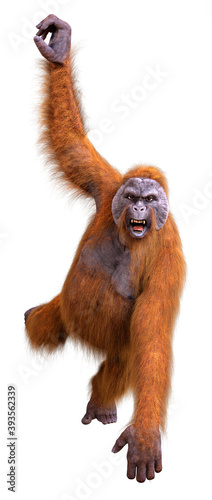 3D Rendering Orangutan on White