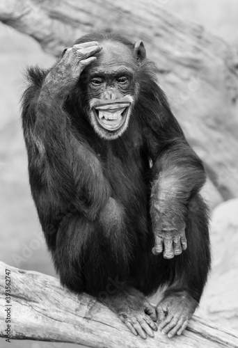 Smiling Chimpanzee scratching his head