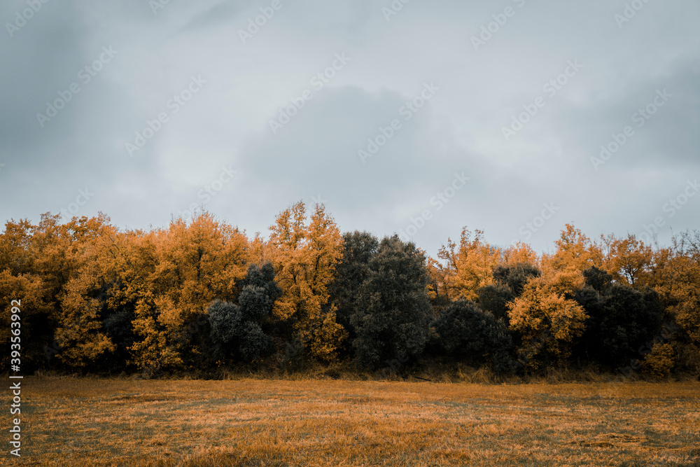 Fototapeta premium Trees in autumn in nature on a foggy day