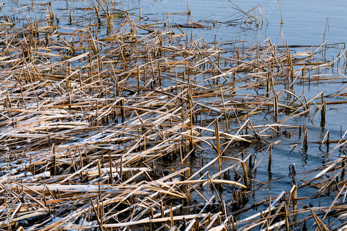 dry reeds in the water. Seascape with dry plants. Abstract natural background. Minimalistic  stylish  trendy concept.